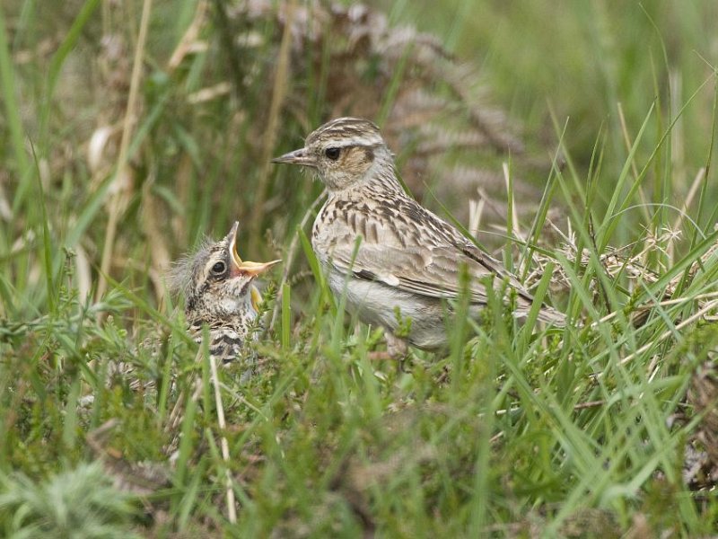 Ground-nesting birds